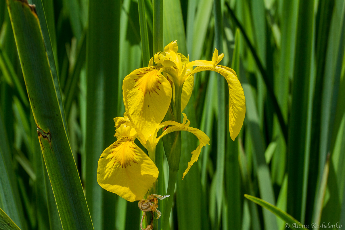 Ирис ложноаирный - Iris pseudacorus - אירוס ענף