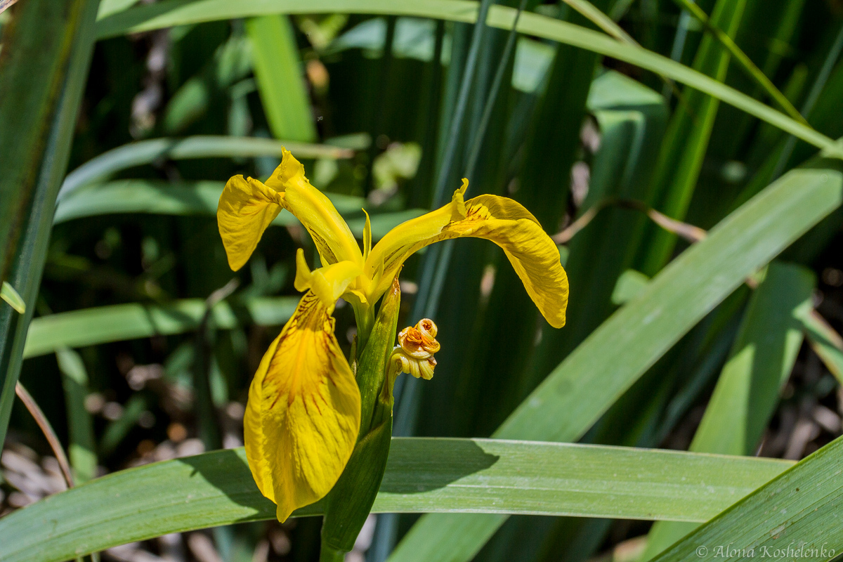 Ирис ложноаирный - Iris pseudacorus - אירוס ענף