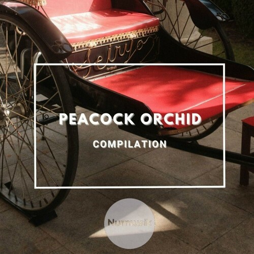  Backamar - Peacock Orchid (2024) 