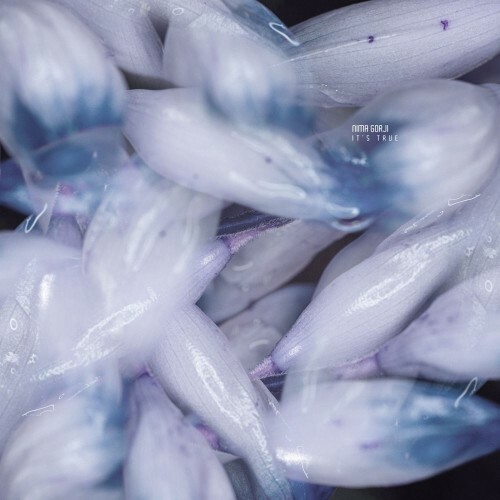  Nima Gorji - It's True (2026) 