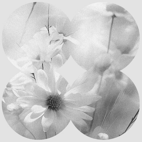  Godash - Grey Honey (2025) 