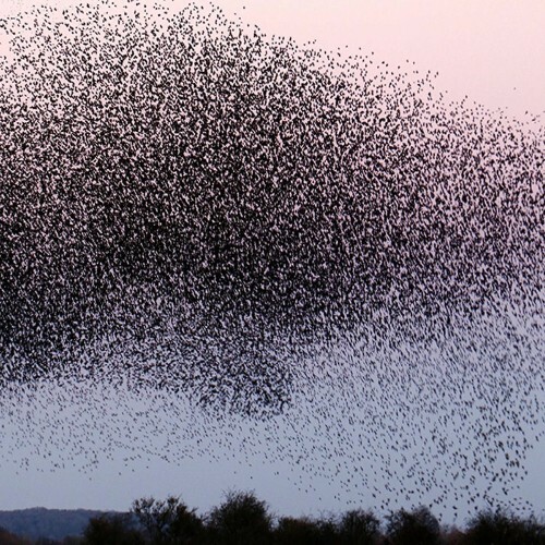  AbbotJackson x Red Amandala - Flies In The Face Of God (2025) 