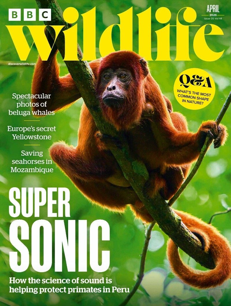 BBC Wildlife Magazine April 2026 BBC Wildlife Magazine April 2026
