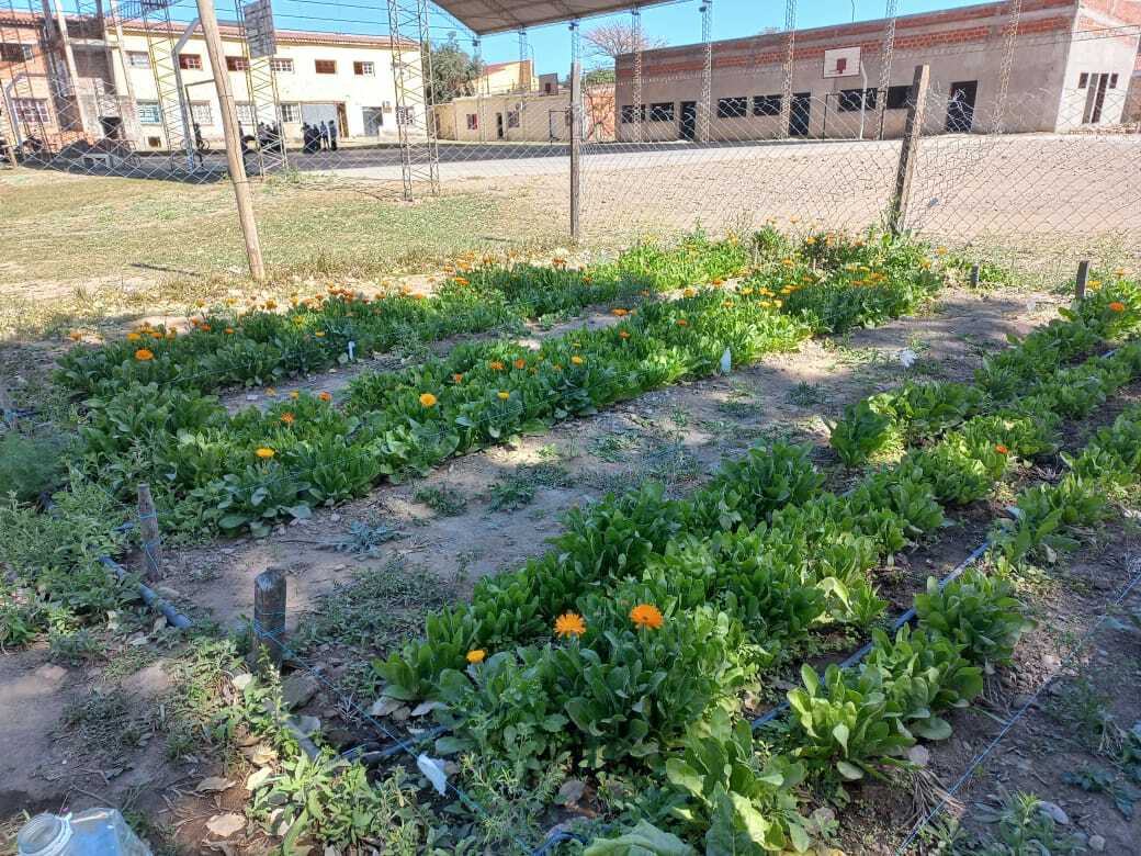 Hortalizas cultivadas