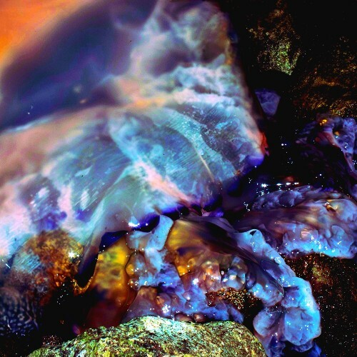  Katana Koala Kiwi - Il Territorio Delle Meduse (2026) 