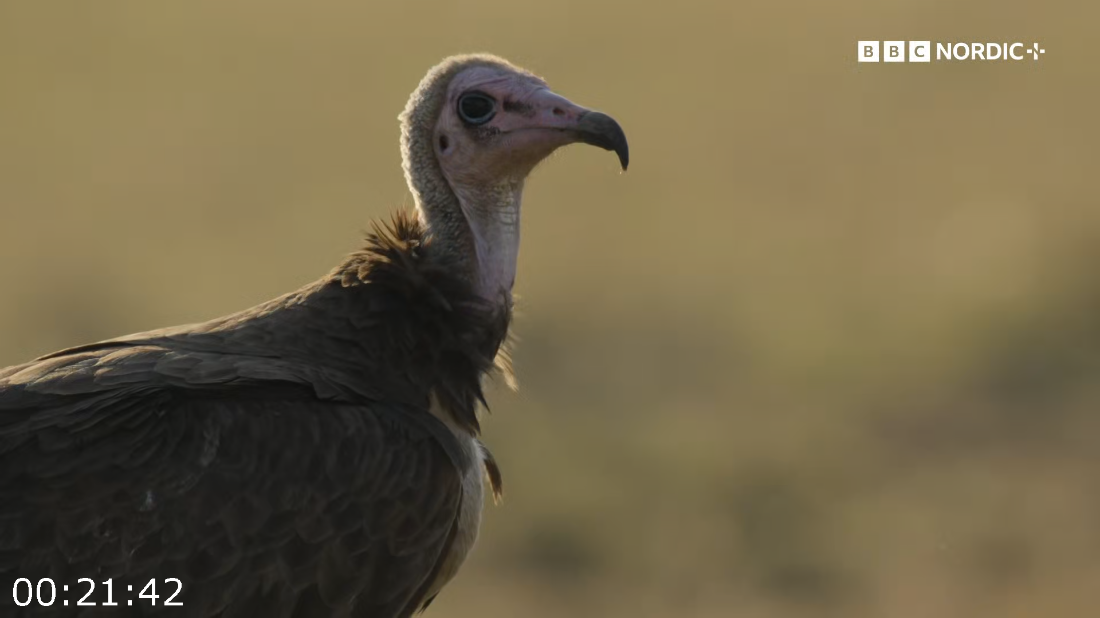 [Image: ME18D14P_o.png]