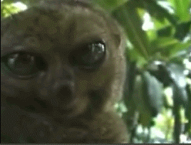 ME118W5H_o.gif