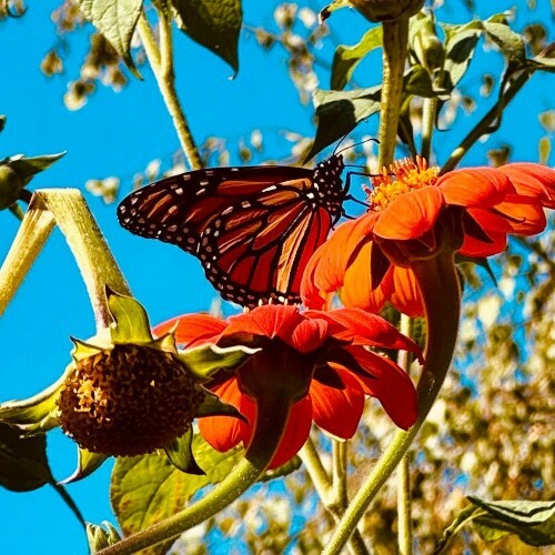  7X3=21 - The Appearance of Hope (12-21) (2025) 