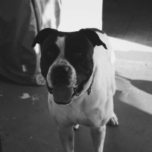 Bigg Dogg — American Bulldogg (2026)