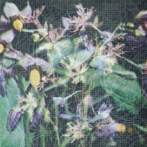  jas Shaw - Between The Seed And The Timber (2025) 