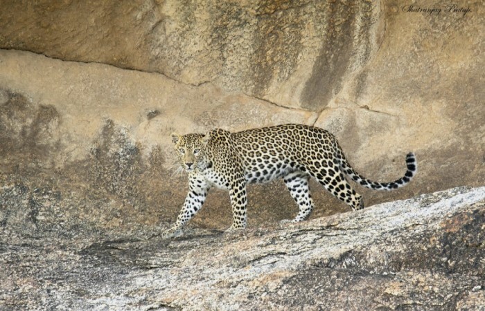 bera leopard 