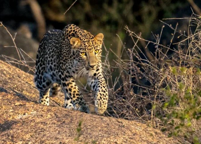 leopard safari in jawai